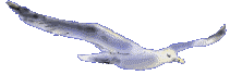 Picture - Soaring seagull